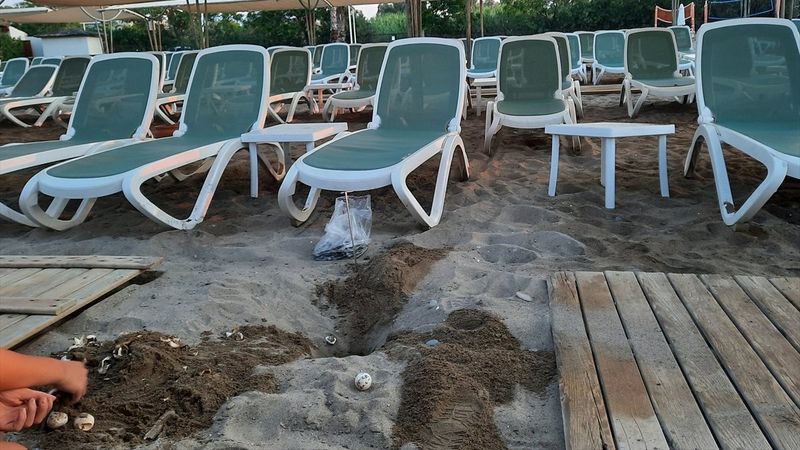 Antalya'da caretta carettaların ölümüne neden olan iki otele ceza