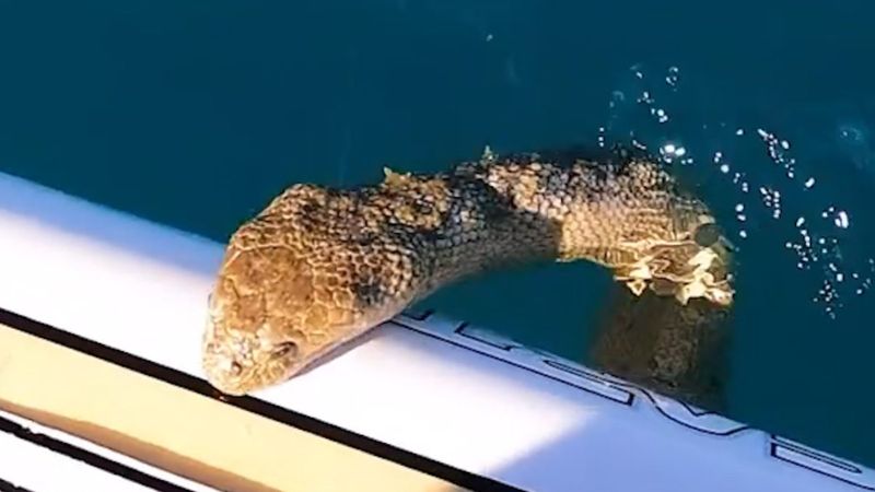 Avusturalya'daki sörfçünün tahtasına, deniz yılanı çıktı