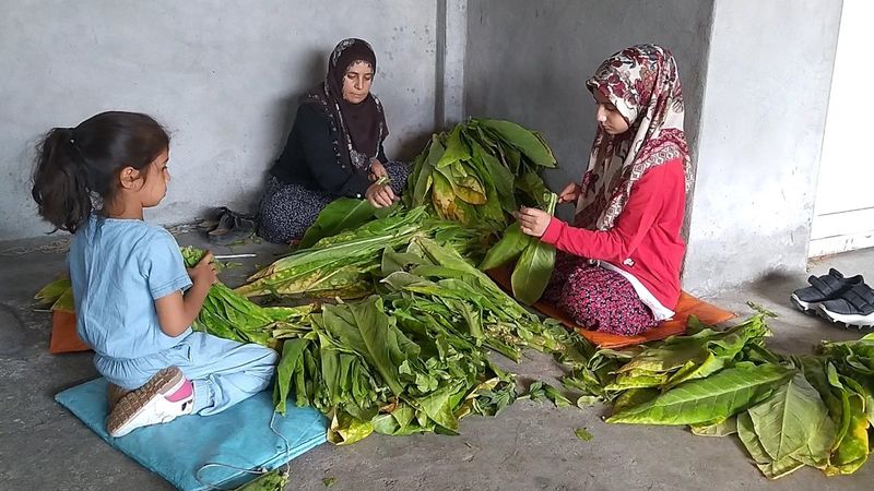 Adıyaman'da tütün tarlasında çalışan genç kız, tıp fakültesi kazandı