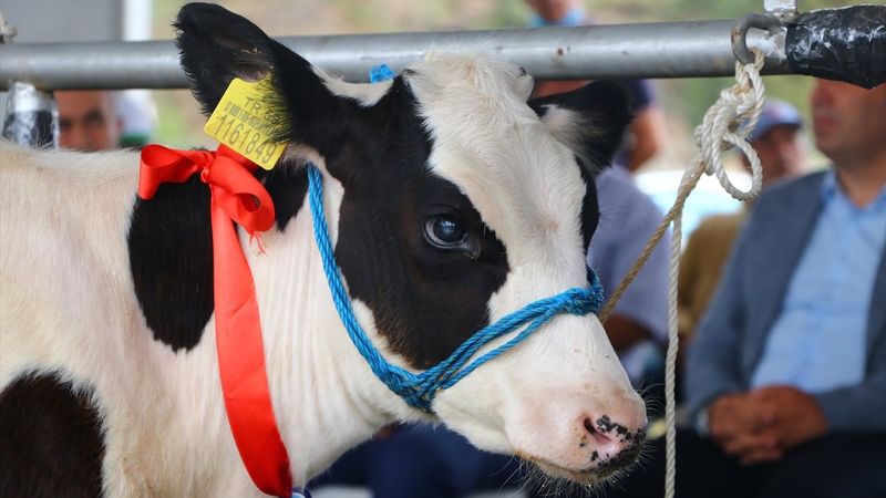 Tekirdağ'da 'Buzağı Güzellik Yarışması'