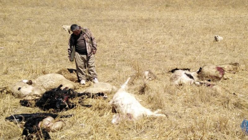 Çorum'da kurtlar sürüye saldırdı: 30 hayvan öldü