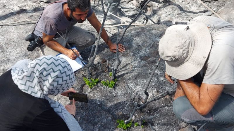 Muğla'da yanan ormanlara ekolojik restorasyon yapılıyor