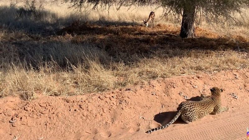 Ağacın arkasına saklanan leopar, avını sinsice yakaladı