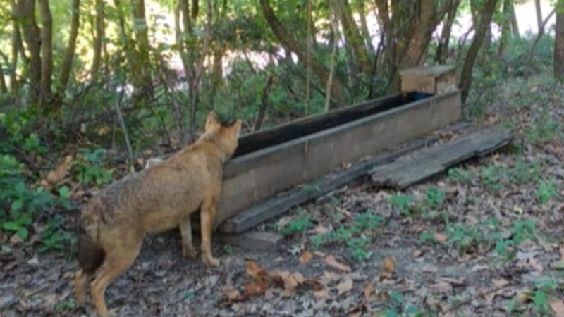 Yalova'da yalaktan su içen çakallar