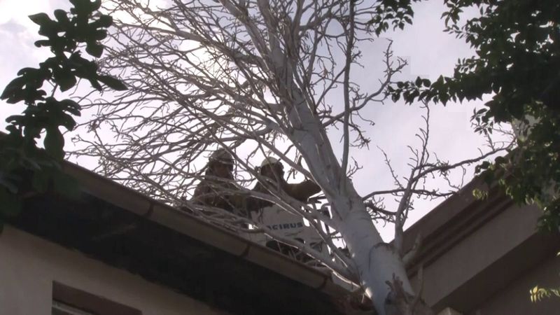 Maltepe’de evin çatısına ağaç düştü