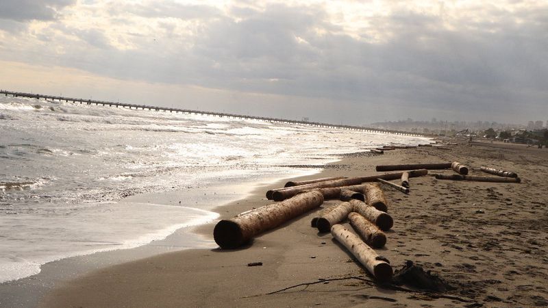 Ayancık'ta selin sürüklediği tomruklar, Samsun sahiline vuruyor