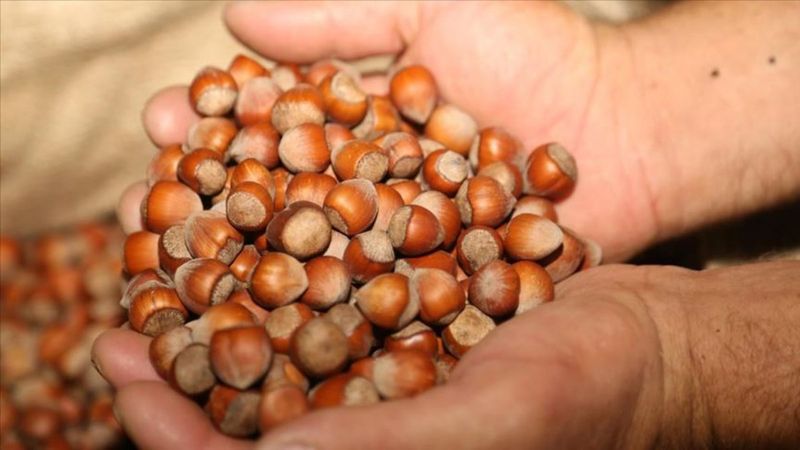 Fındık üreticilerine ilk ödeme bugün yapılıyor