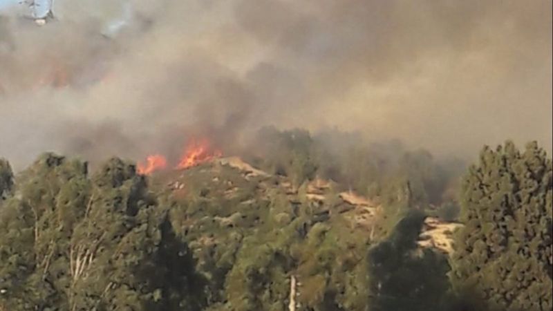 İzmir'de ormanlık alanda çıkan yangın kontrol altında