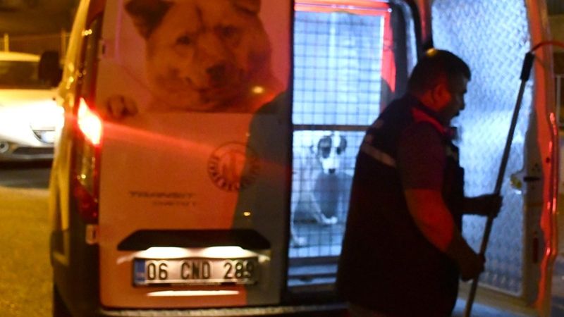 Sivas'ta sahipli köpek, polise ve bekçiye saldırdı