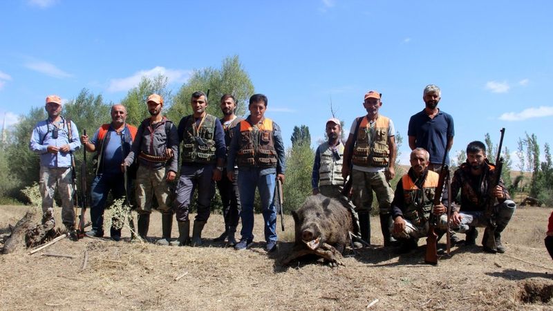 Sivas’ta domuzlar tarlaları talan etti, avcılar nöbet tuttu