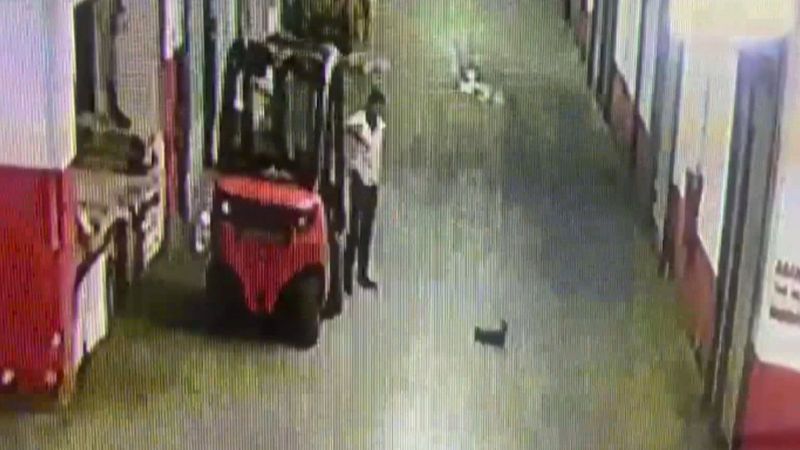 İstanbul'da yavru kediyi tekmeleyerek öldüren cani kamerada