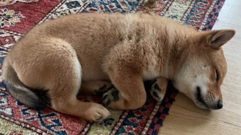 Elon Musk tweetledi, herkes merak etti: Floki nedir?