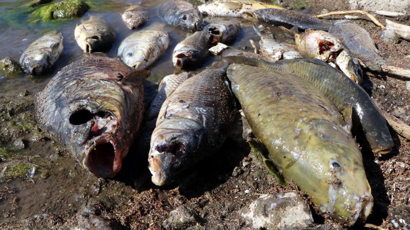 Van'daki ani balık ölümlerinin nedeninin 'şok' olduğu belirlendi