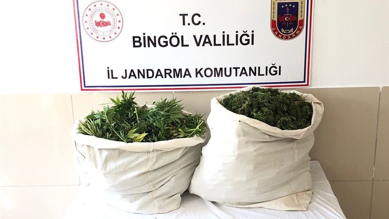Bingöl’de bin 100 kök kenevir ve 21 kilo esrar ele geçirildi