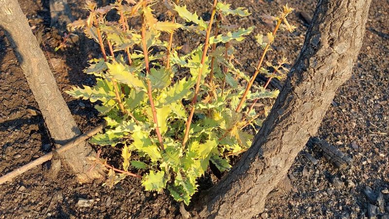 Marmaris'te yanan ormanlar yeniden yeşeriyor