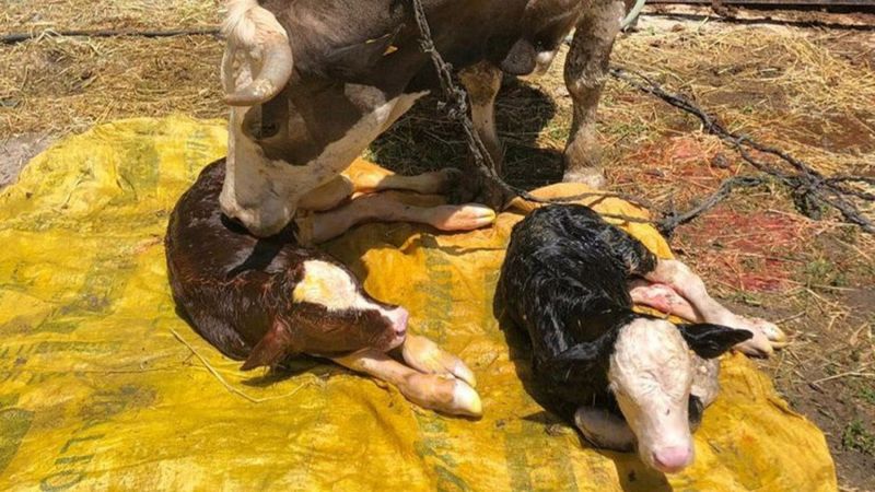 Denizli'de bir inek, iki farklı cinste buzağı doğurdu
