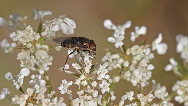 Kara sinek sanmayın! İstanbul'da yeni tehlike: Baldırsokan