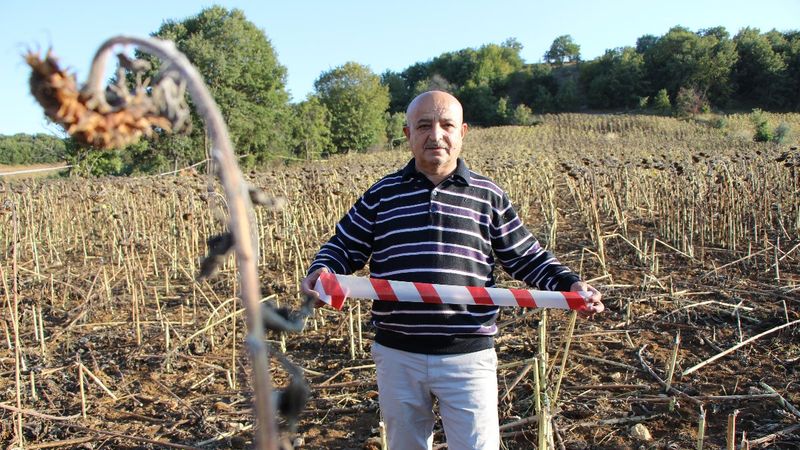 Amasya'daki çiftçi, şerit çekerek tarlasını domuzlardan korudu