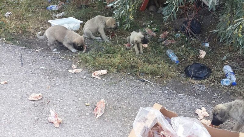 Ankara’da 30’a yakın yavru köpek, yol kenarına bırakıldı