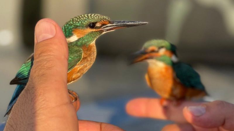Antalya’da, kalbi duran kuşlar jandarmanın müdahalesi ile hayata döndü