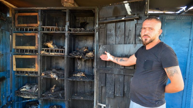 Mersin'de 39 güvercin telef oldu