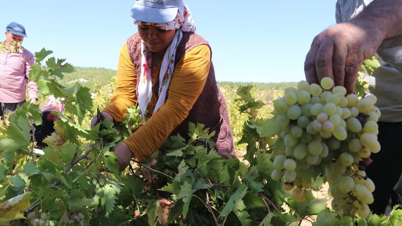 Üzüm tarlada 3,5, markette 10 TL