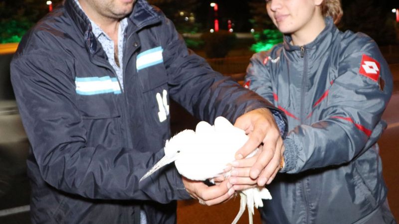 Erzurum'da yaralı balıkçıl, pikniğe gelenler tarafından fark edildi