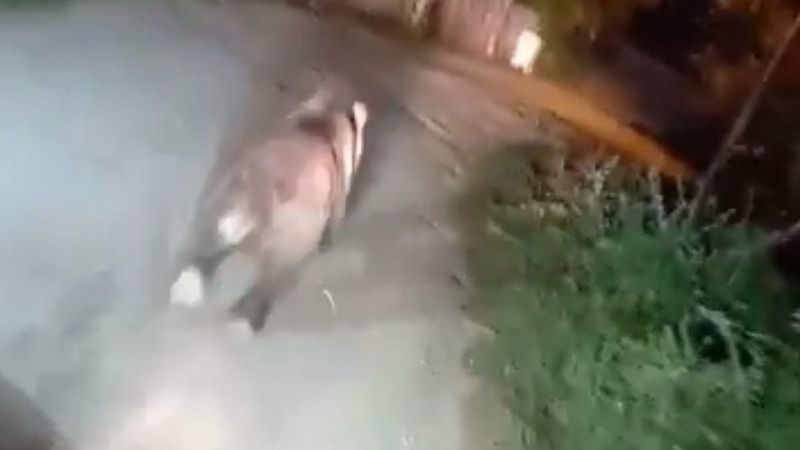 Bursa'da mahalleye inen ayıyı arabayla kovaladılar