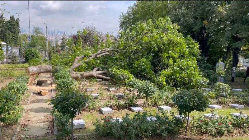 Edirnekapı Şehitliği’ndeki ağaç kesimi tepki topladı