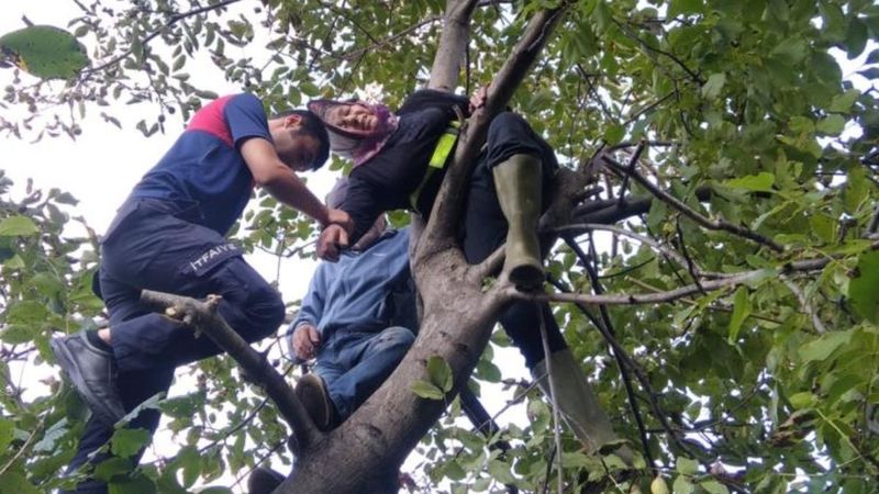 Zonguldak’ta ceviz toplamak için çıktığı ağaçta mahsur kaldı