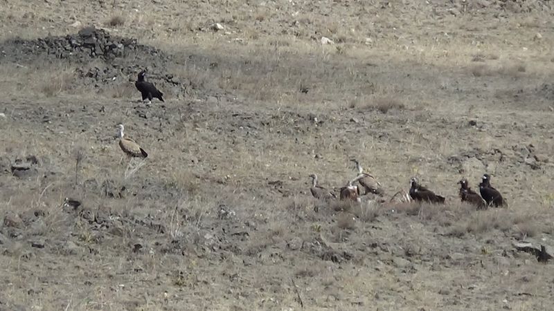 Kars'ta akbabaların leş ziyafeti