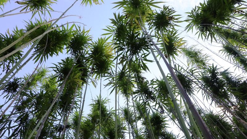 Samsun'da yerli ve milli kenevirler hasat için gün sayıyor