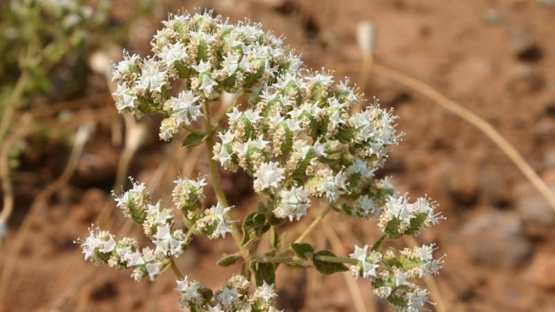 Kekik üretimi ülke ekonomisine 1 milyar lira katkı sağladı