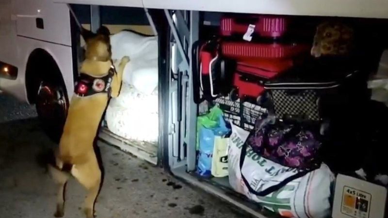 Osmaniye’de, koyun yünlerinin arasından esrar çıktı