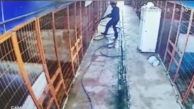 Tuzla’da, köpeği ile dalaşan köpeğe av tüfeği ile ateş etti