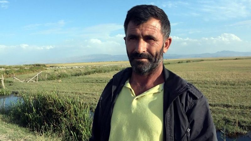 Van Gölü'nün çekildiği alana mısır ekti, 400 ton ürün elde etti