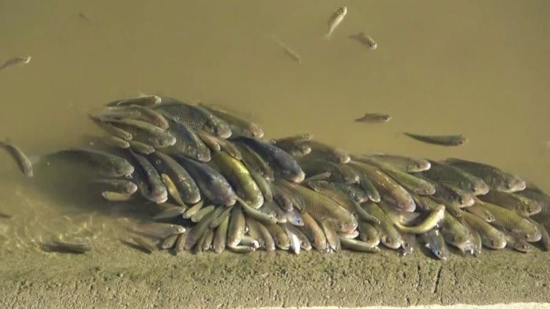 Yeşilırmak'ta balıklar oksijen yetersizliğinden ölüyor