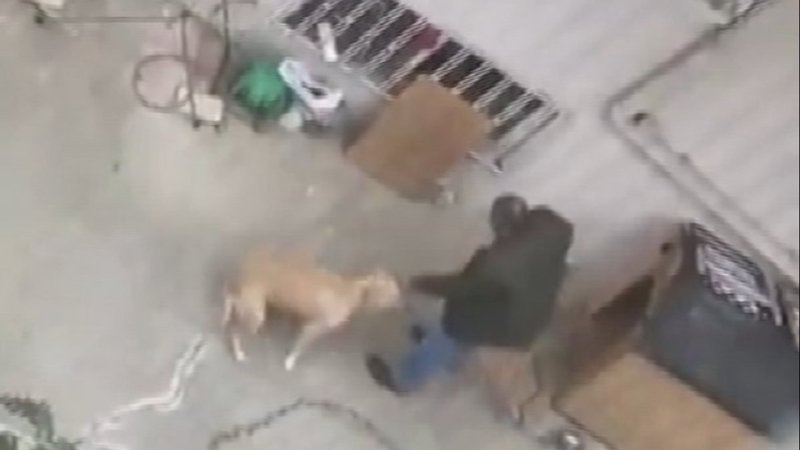 Maltepe’de, köpeğe yumruk atıp şiddet uyguladı