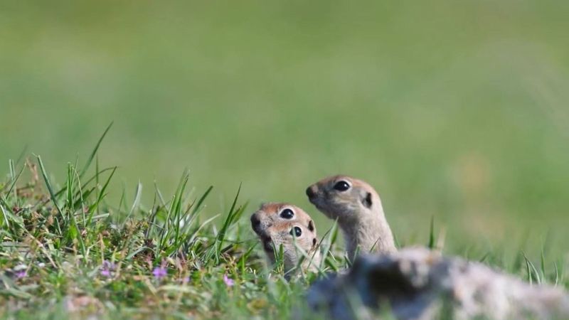 Isparta’da, drone gören yer sincaplarının şaşkın halleri gülümsetti