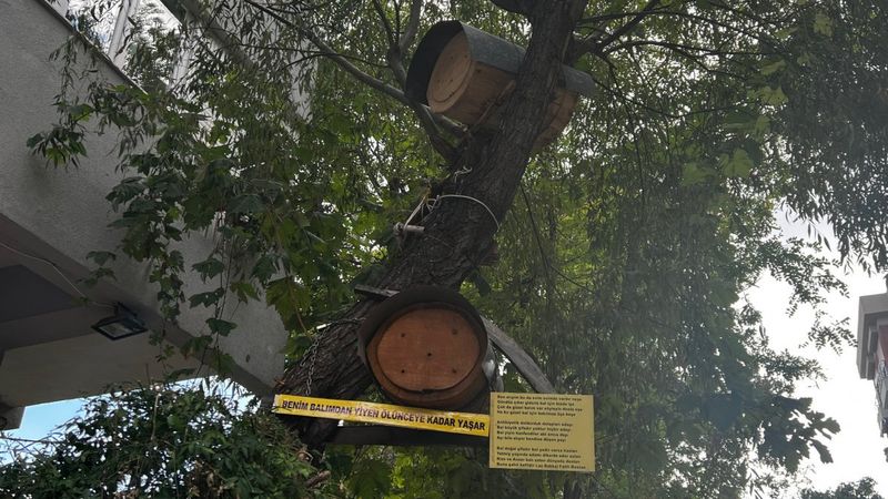 Kadıköy'deki ağaca kurulan kovanın balları, mahalleliye ikram edildi