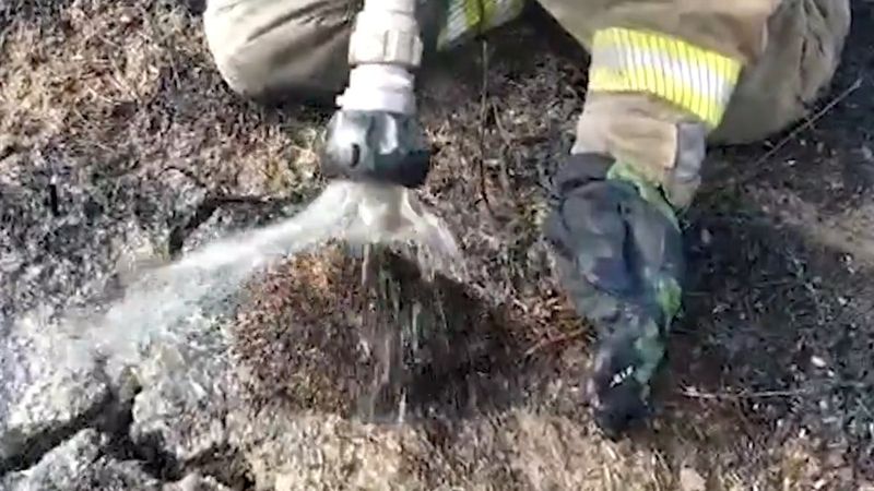 Büyükçekmece'de yangından etkilenen kirpi, hayata döndürüldü