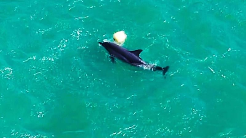 Balıkesir'de yunusun şamandırayla oyunu drone ile görüntülendi