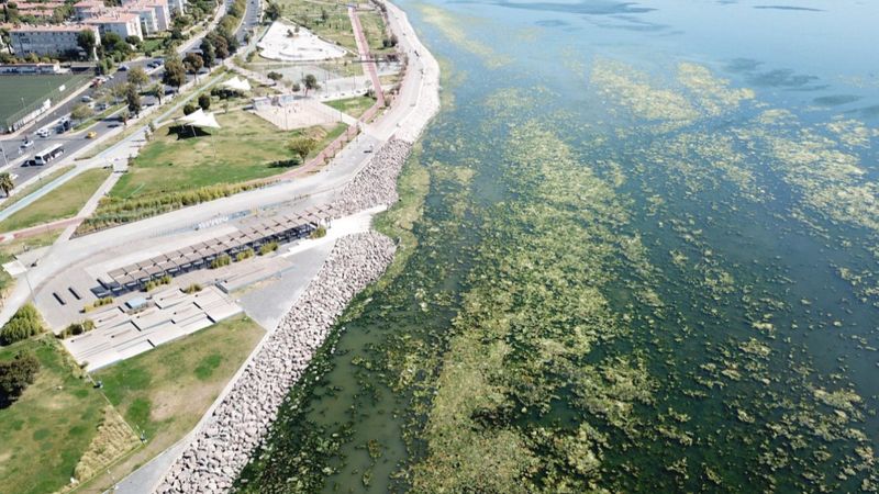İzmir'de sahil yosunlarla kaplandı