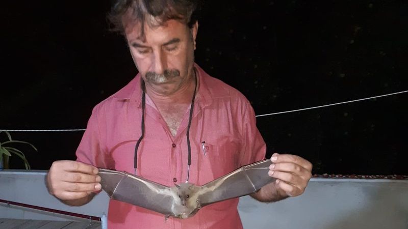 Vampir yarasalar Mersinli muhtarın kabusu oldu