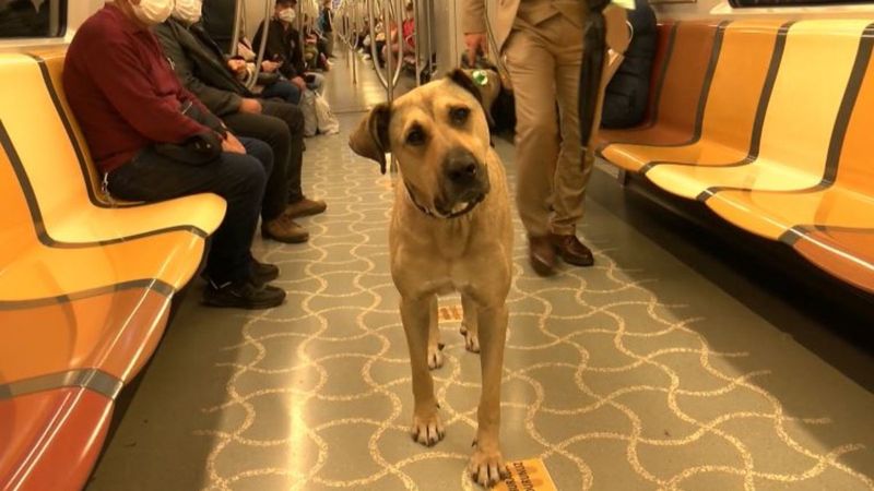 Boji ne demek? İstanbul'un gezgin köpeği 'Boji'nin anlamı