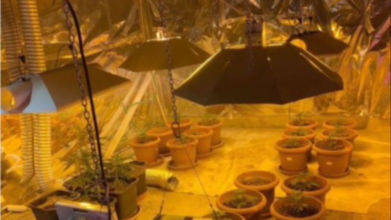 Düzce’de, çatısını Hint keneviri bahçesine çeviren şahıs tutuklandı