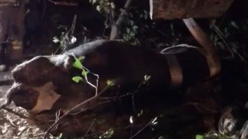 Arnavutköy'deki kayıp inekler, kuyudan çıktı