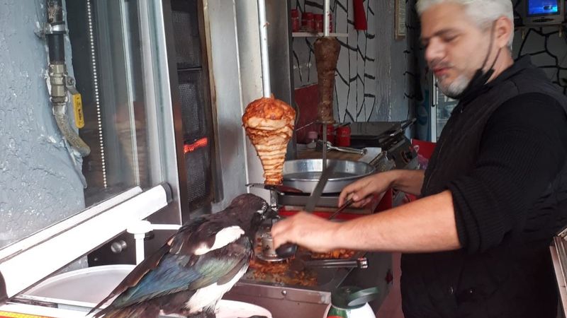 Bursa'da kendine döner ısmarlatan saksağan