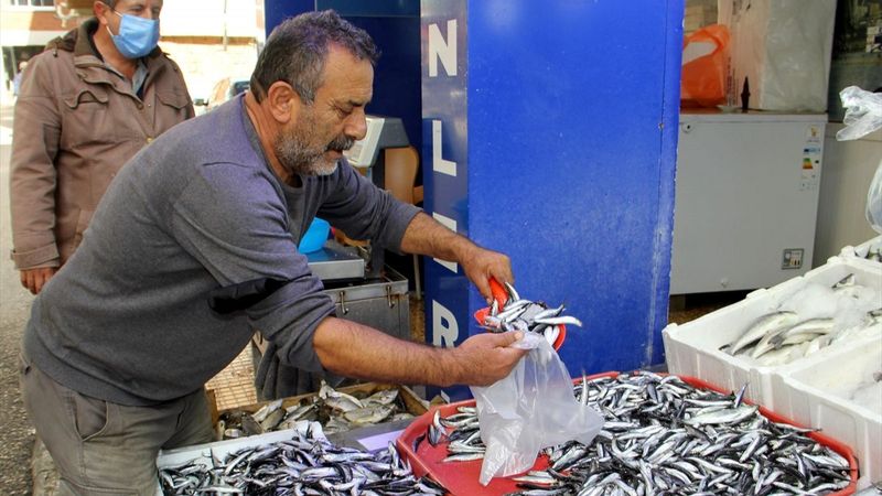 Sinop, hamside bolluk yaşıyor