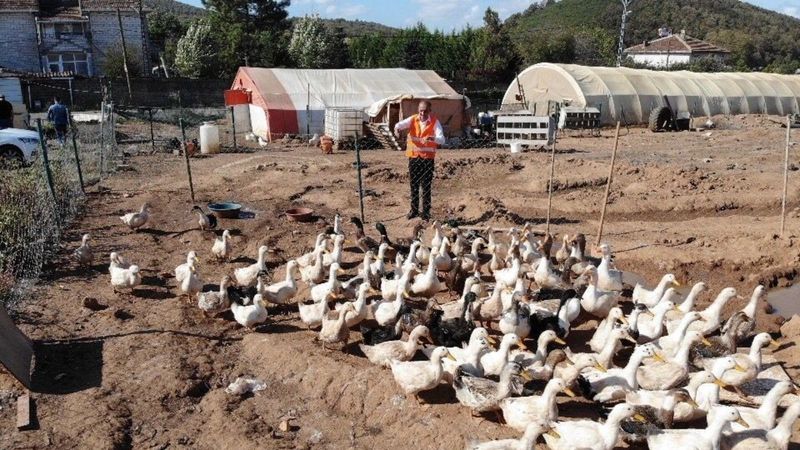 İstanbul'da tavukların verimini müzikle arttırdı